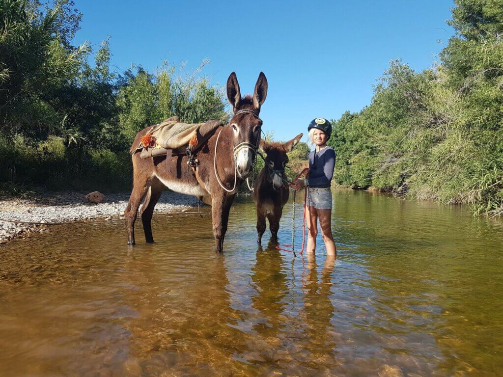 Guided Donkey Tour Paderne - Algarve
