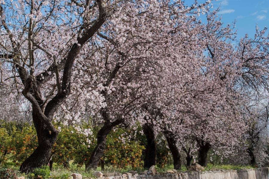 Vilamoura weather in April - Almond trees in the countryside