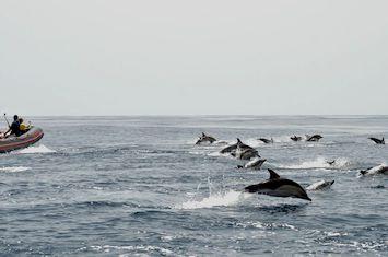 Wild Dolphins in the Algarve