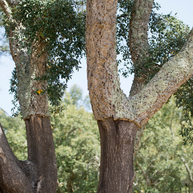 Vilamoura Jeep Safari Sunset Cork trees in the Algarve