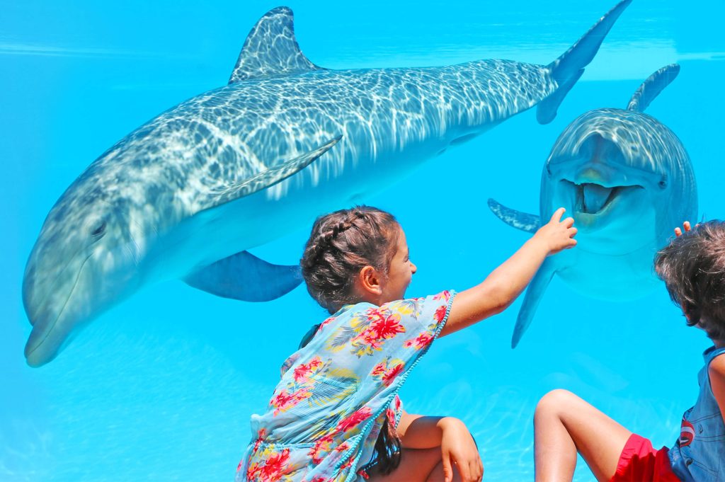 Zoomarine Dolphin Park