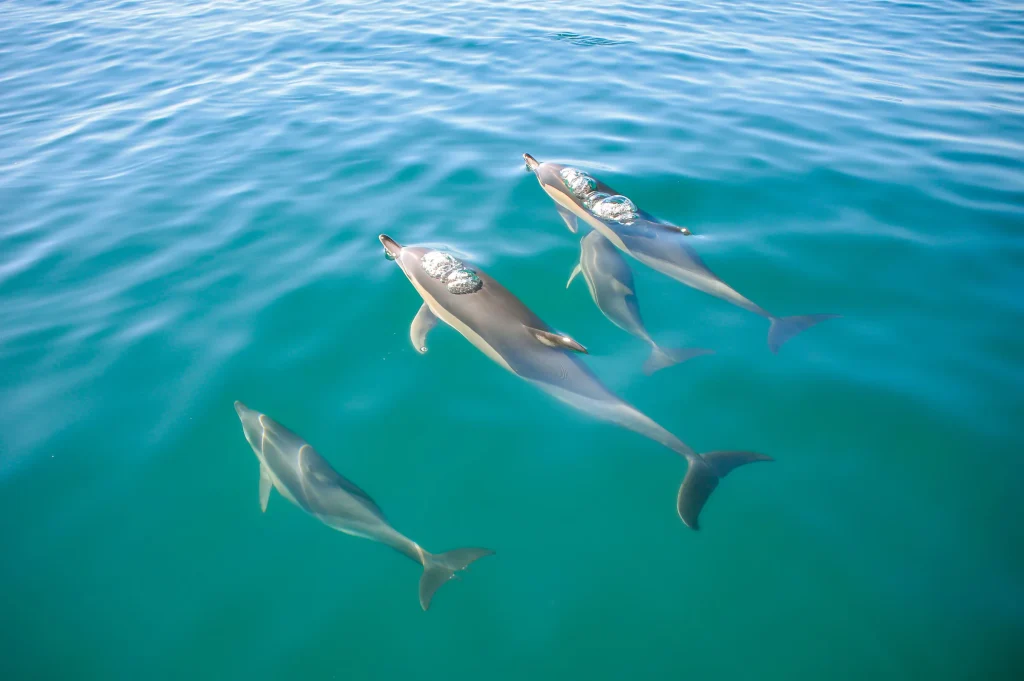 Vilamoura Dolphin & Benagil Cave Tour | 2026 Guide & Booking Dolphins near catamaran