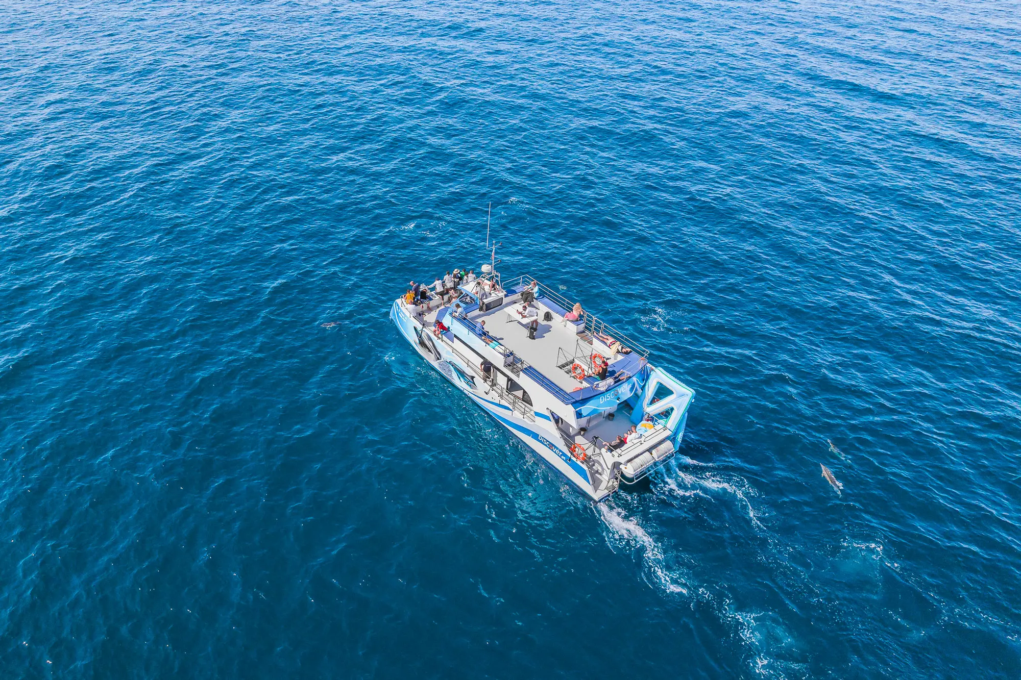 Vilamoura Dolphin & Benagil Cave Tour