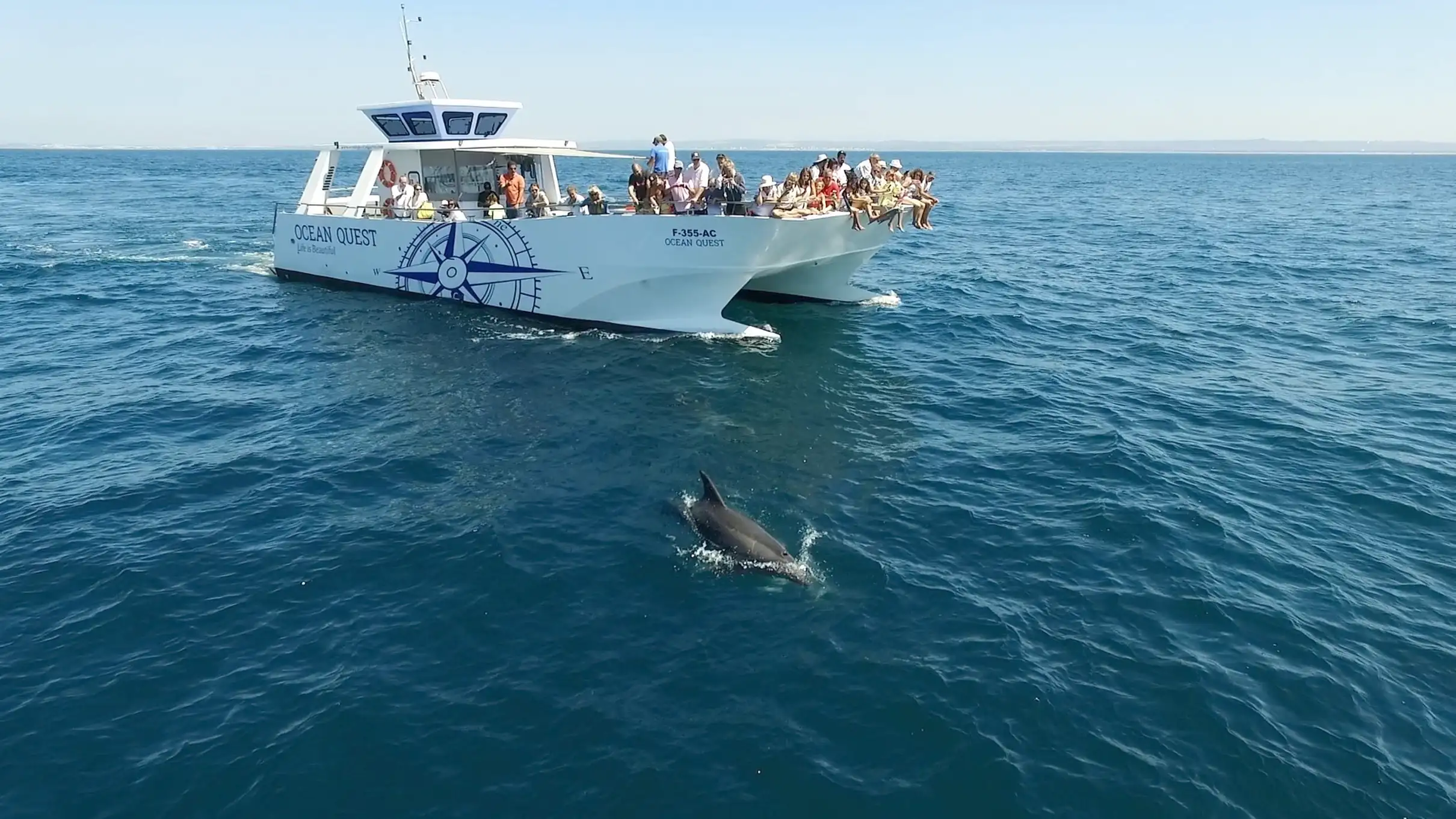 Dolphin Search and Watching